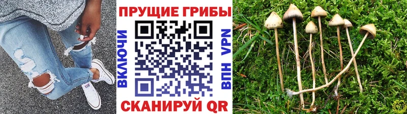 Псилоцибиновые грибы Cubensis даркнет формула Мирный hydra tor